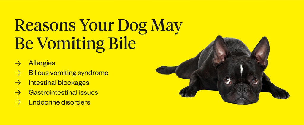 why do dogs puke bile