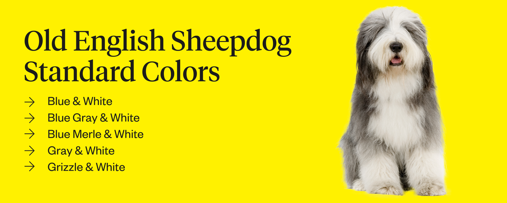 Old English Sheepdog Dogs Breed, Facts, Information and Advice