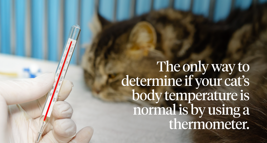The only way to determine if your cat’s body temperature is normal is by using a thermometer