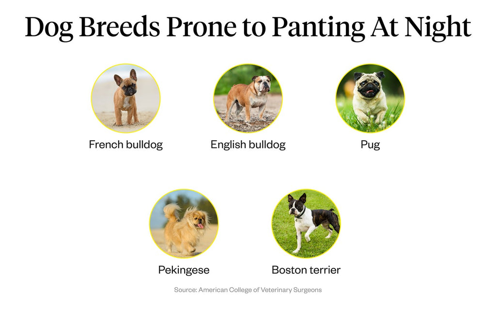 10 Ways to Treat a Panting Dog - wikiHow