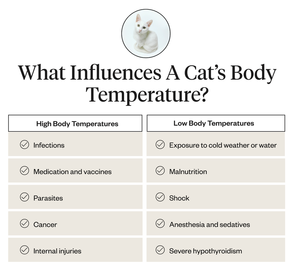 What influences a cat’s body temperature?