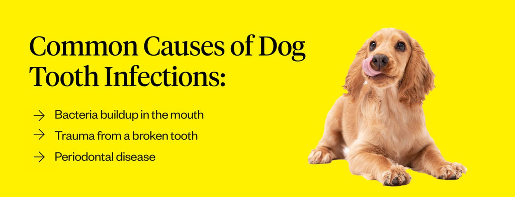 Common causes of dog tooth infections