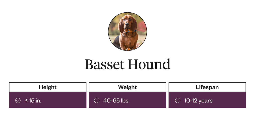 Basset hound height, weight, and life expectancy information