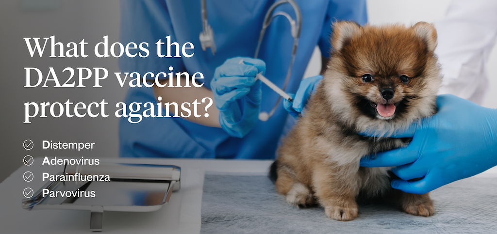 What does the DA2PP vaccine protect against?