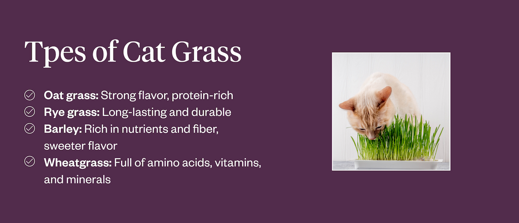 Types of cat grass and descriptions