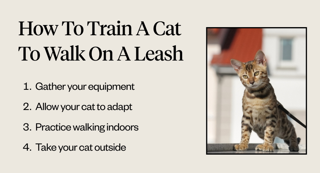 How to train cat to walk on leash