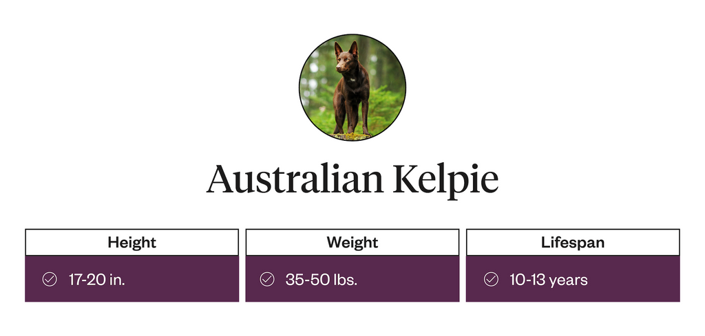 Height, weight, and lifespan of the Australian Kelpie