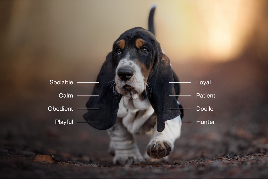 List of behavioral traits describing Basset hounds over a picture of a Basset hound