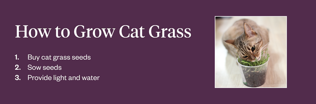 3 steps how to grow cat grass