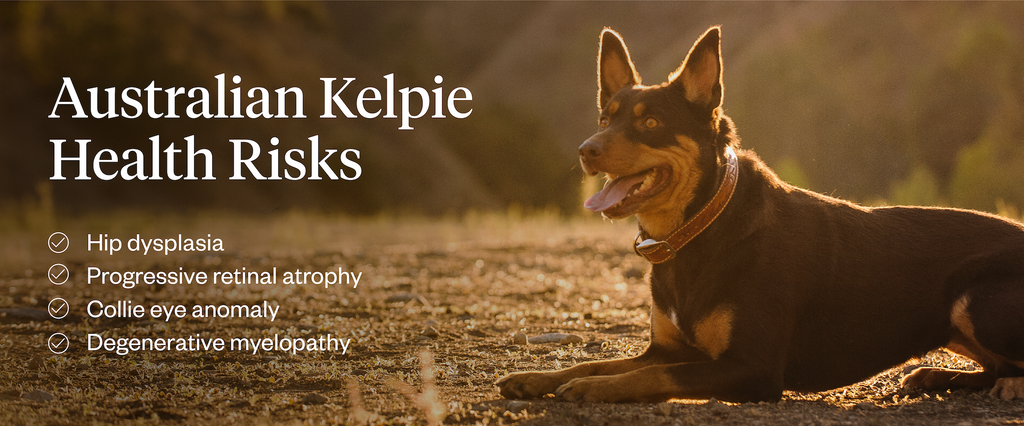 Australian Kelpie health risks