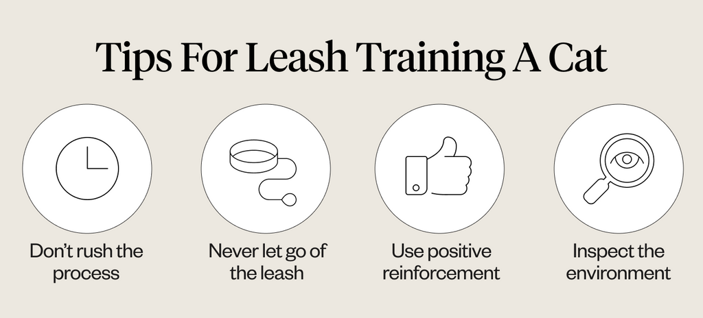 Tips for leash training a cat