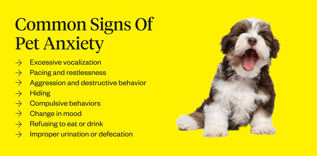 Common signs of pet anxiety
