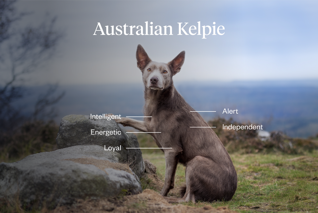 Australian Kelpies tend to be intelligent, energetic, loyal, alert, and independent