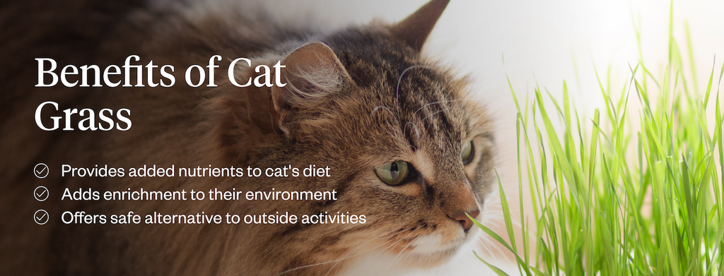 Benefits of cat grass