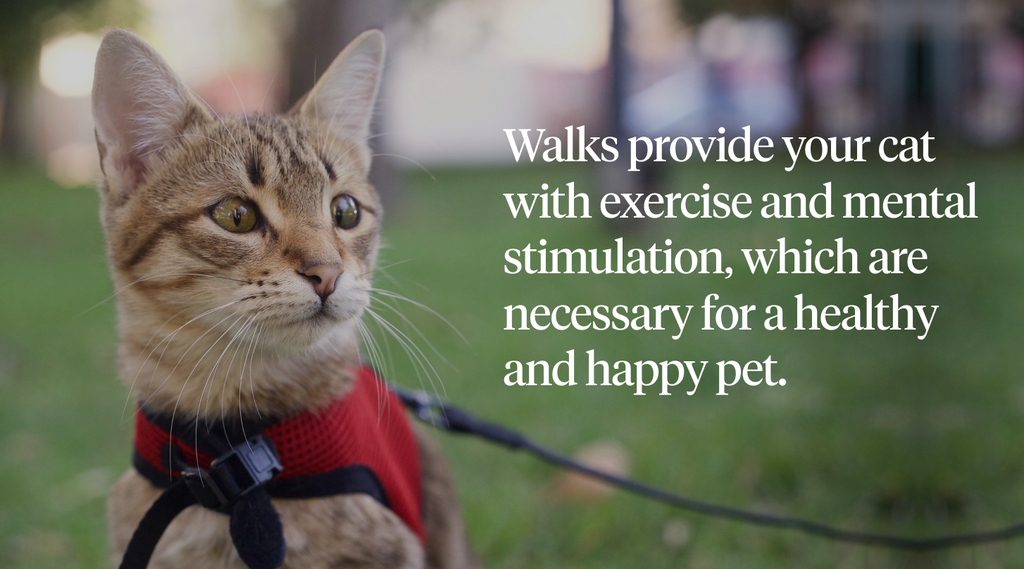 Benefits of leash training a cat