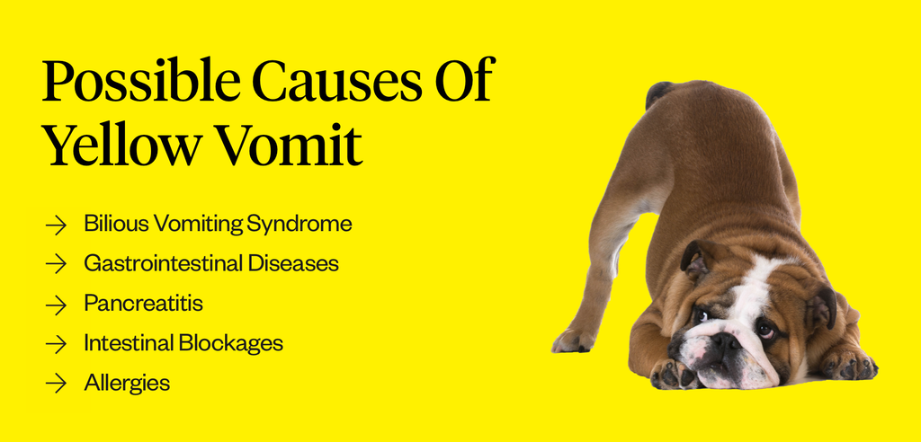 what should i do if my dog keeps vomiting