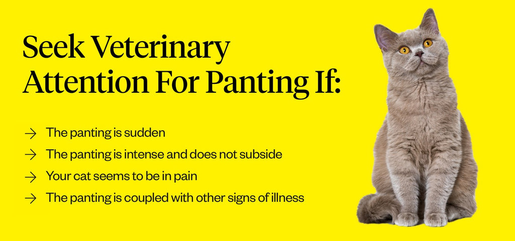 Situations in which you should seek veterinary attention for your cat’s panting