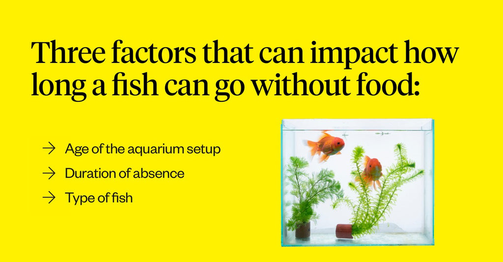 Three factors that can impact how long a fish can go without food