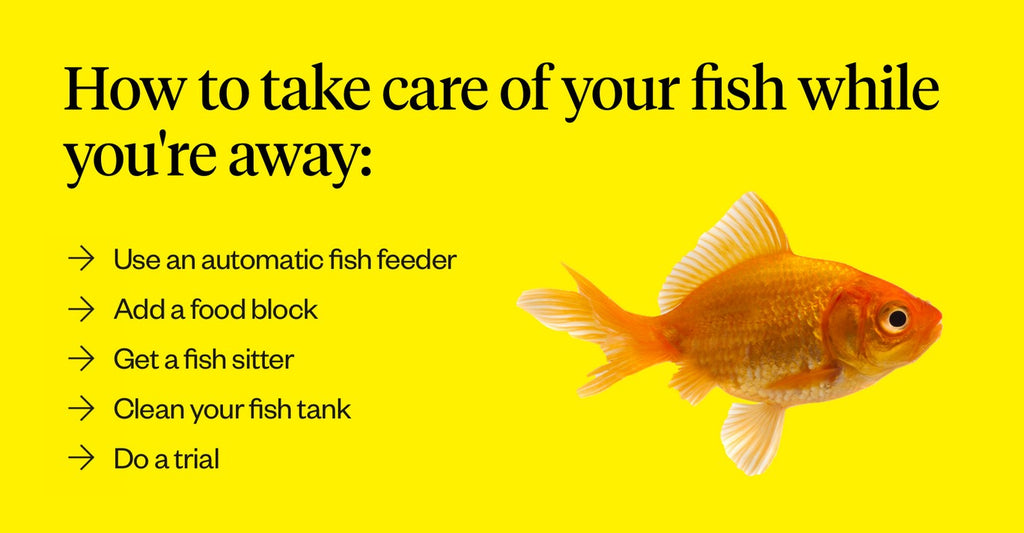 How to take care of your fish while you’re away