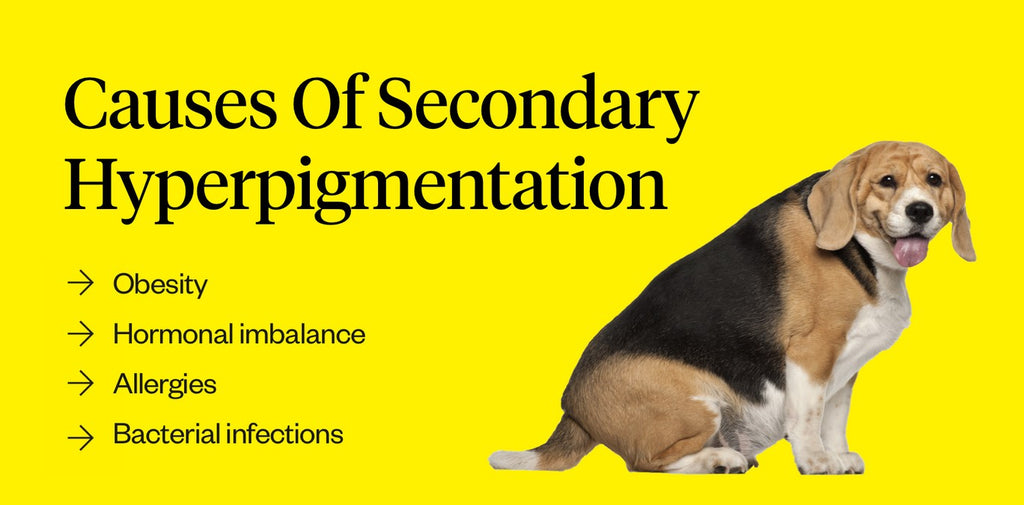 Causes of secondary hyperpigmentation