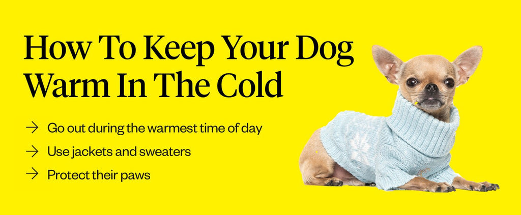 How to keep your dog warm in the cold