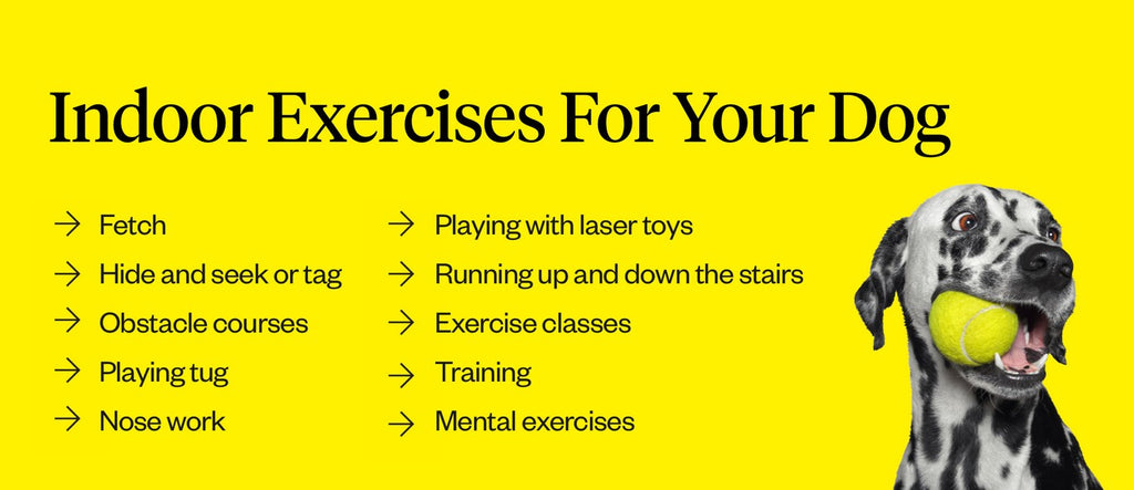 Indoor exercises for your dog