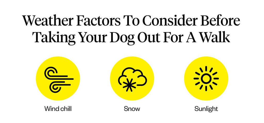 Weather factors to consider before taking your dog out for a walk