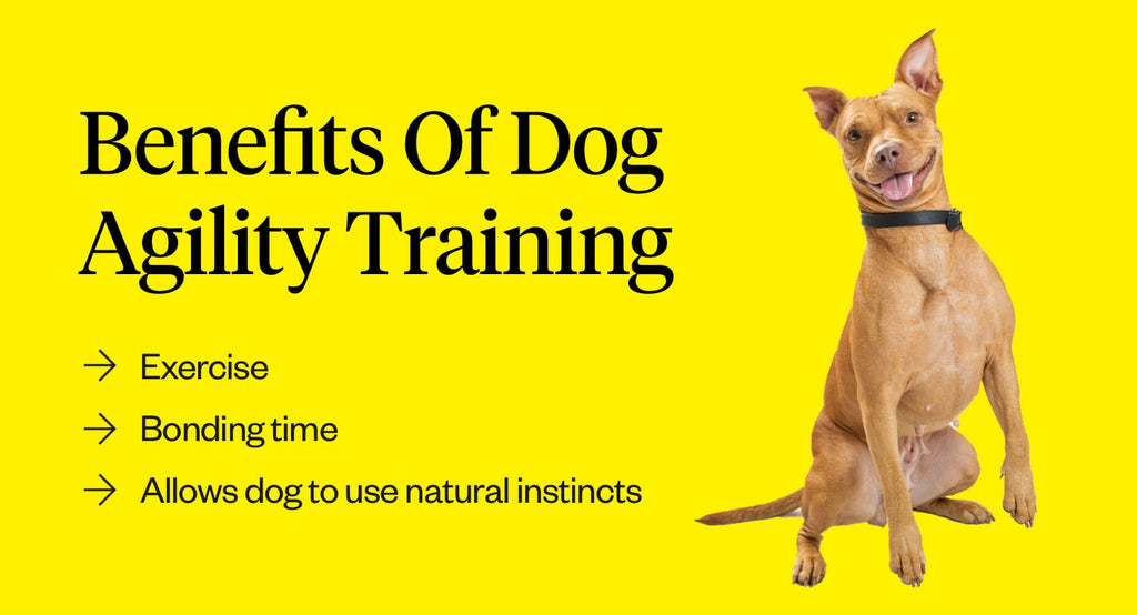 The Benefits of Dog Agility Training