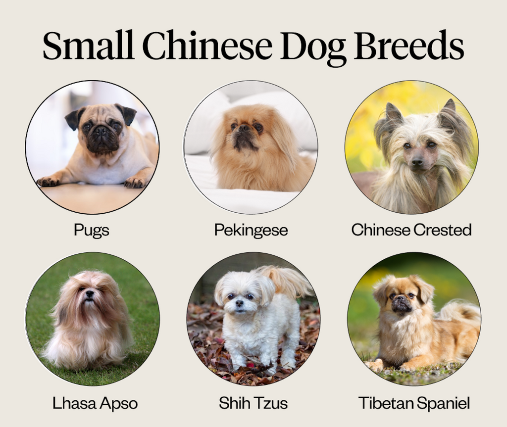 A list of common small Chinese dog breeds