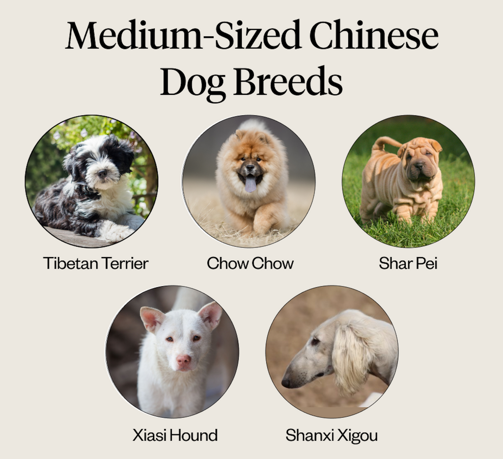 A list of common medium-sized Chinese dogs