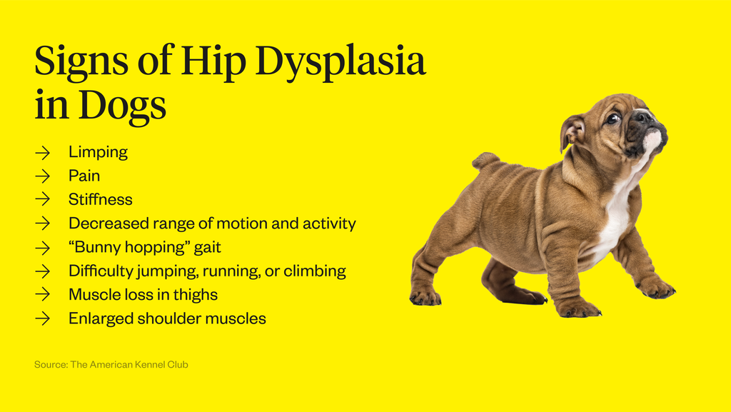 can dogs with hip dysplasia jump