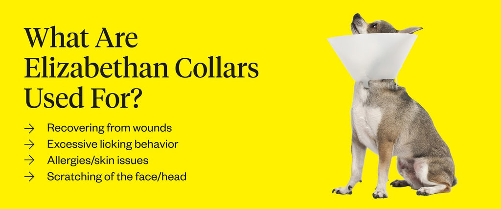 What are Elizabethan collars used for