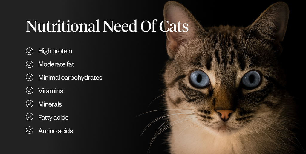 Nutritional needs of cats