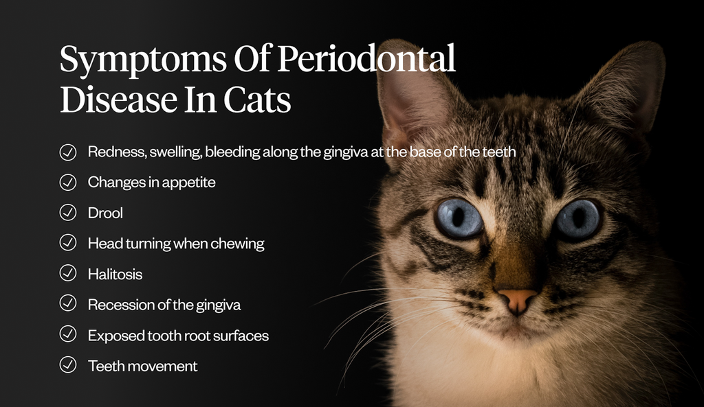 Symptoms of periodontal disease in cats