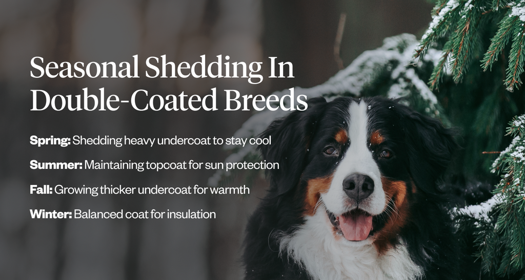 Seasonal shedding in double-coated breeds