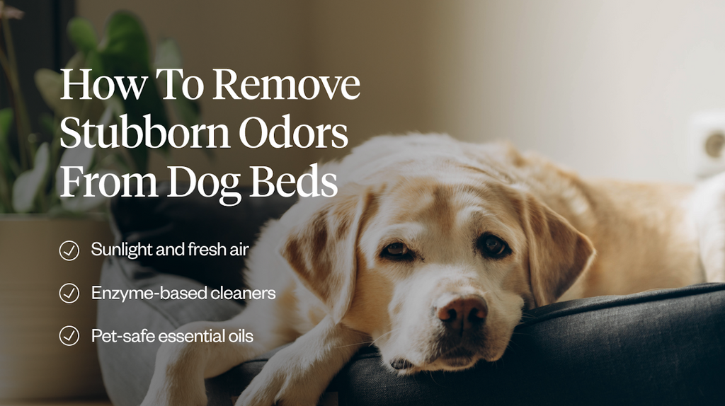 How to remove stubborn odors from dog beds