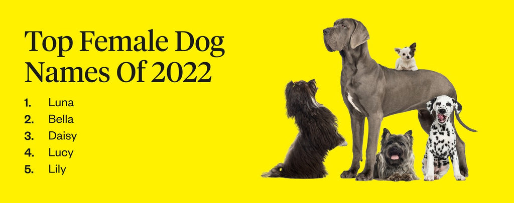 Top female dog names of 2022