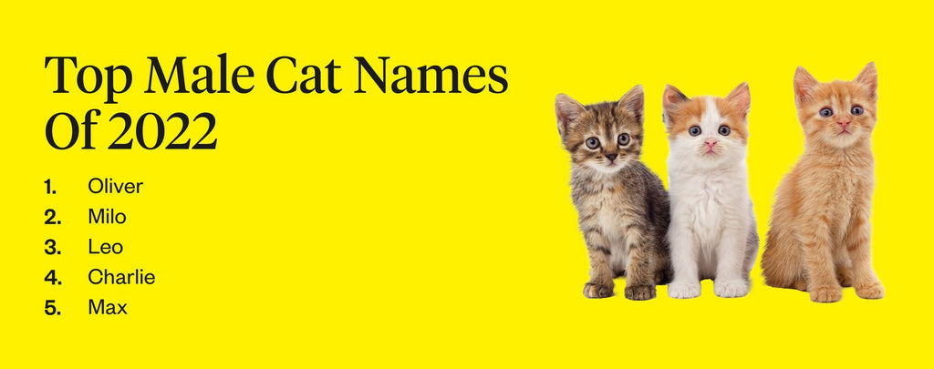Top male cat names of 2022