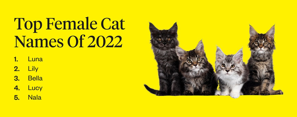 Top female cat names of 2022