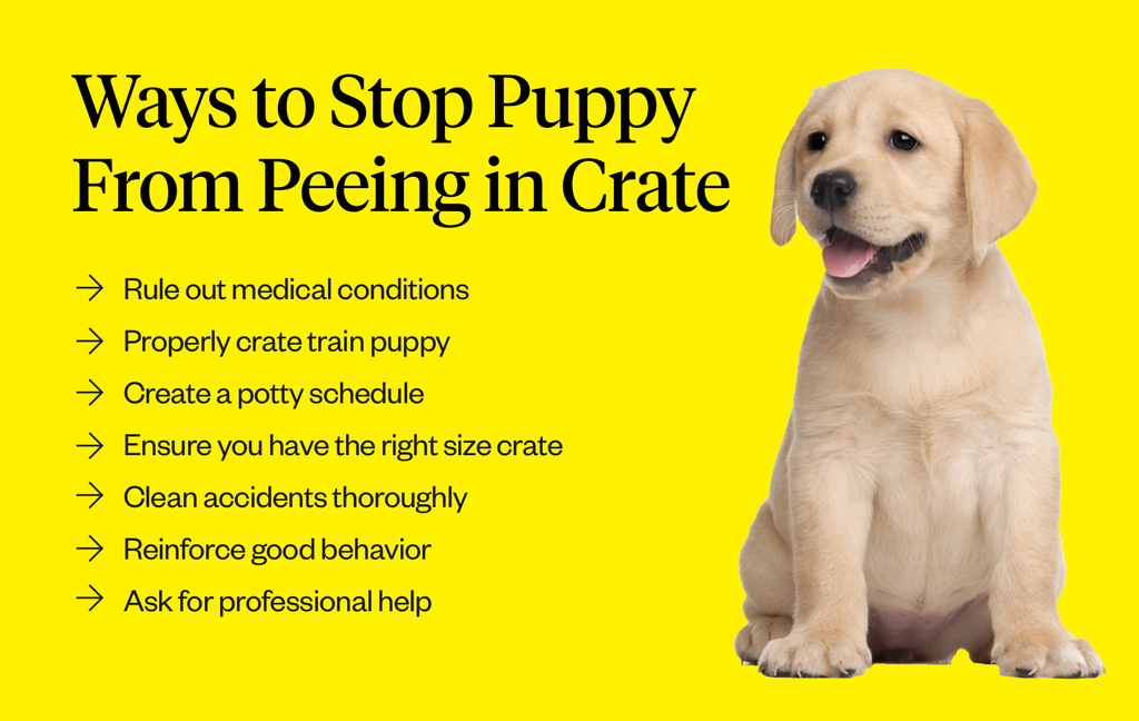 how to train an old dog not to pee inside