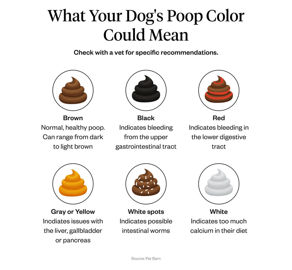 what does my dogs poop color mean