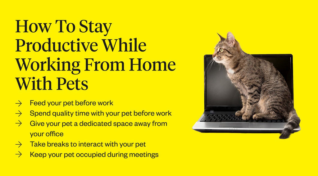 How to stay productive while working from home with pets
