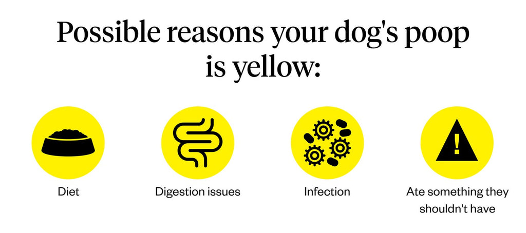 Reasons for yellow dog poop