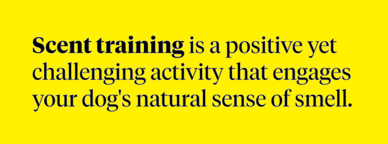 Definition of dog scent training