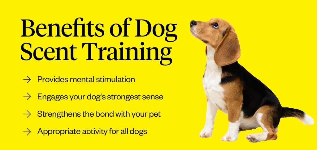 Dog Scent Training Kits: The Best Options for Beginners to Pros