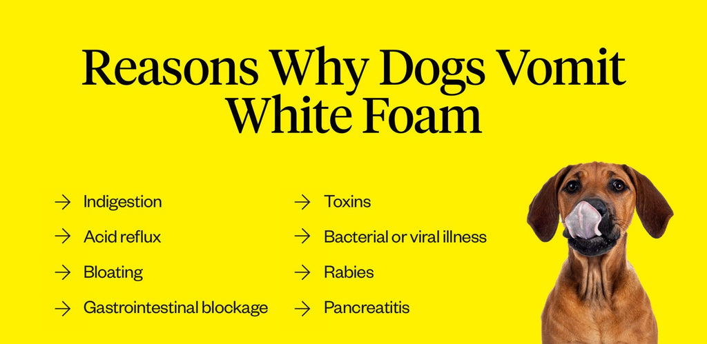 why do dogs puke up foam