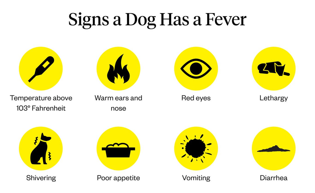 how to treat dog fever at home