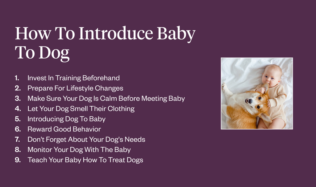 Steps to introduce dog to baby