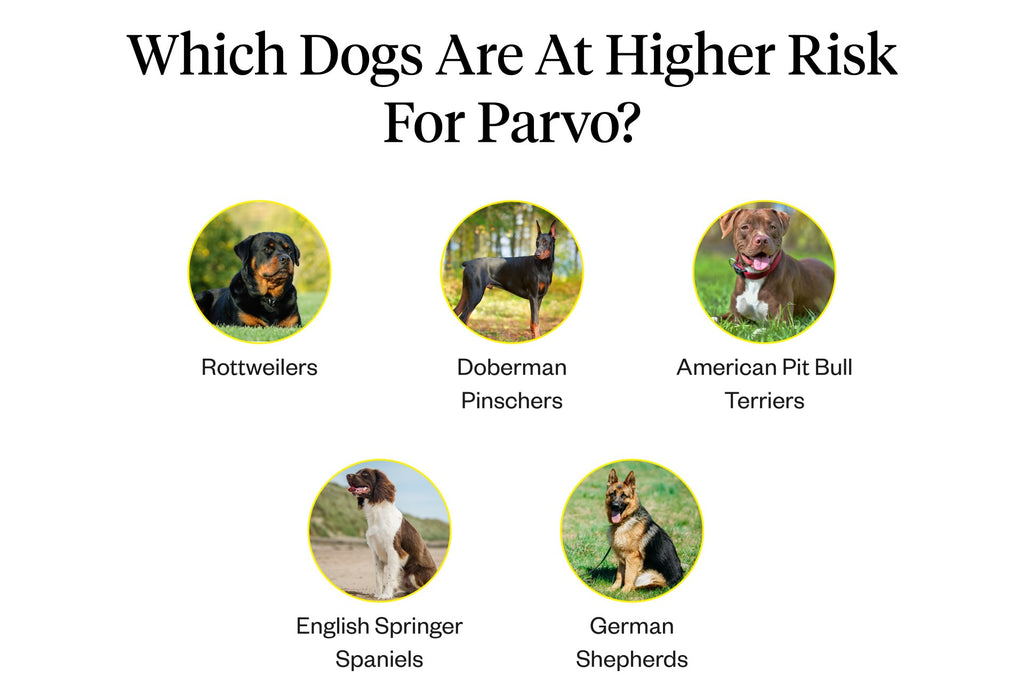 how long is the incubation period for parvo in dogs