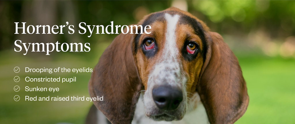 Horner’s syndrome symptoms in dogs